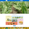 Theme wordpress nông sản – Nông trại chuối
